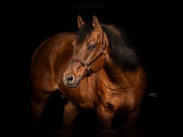 American Quarter Horse Stallion Red Dun in Dielheim