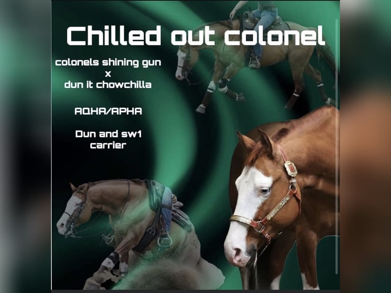 American Quarter Horse Stallion Red Dun in PoperingePoperinge