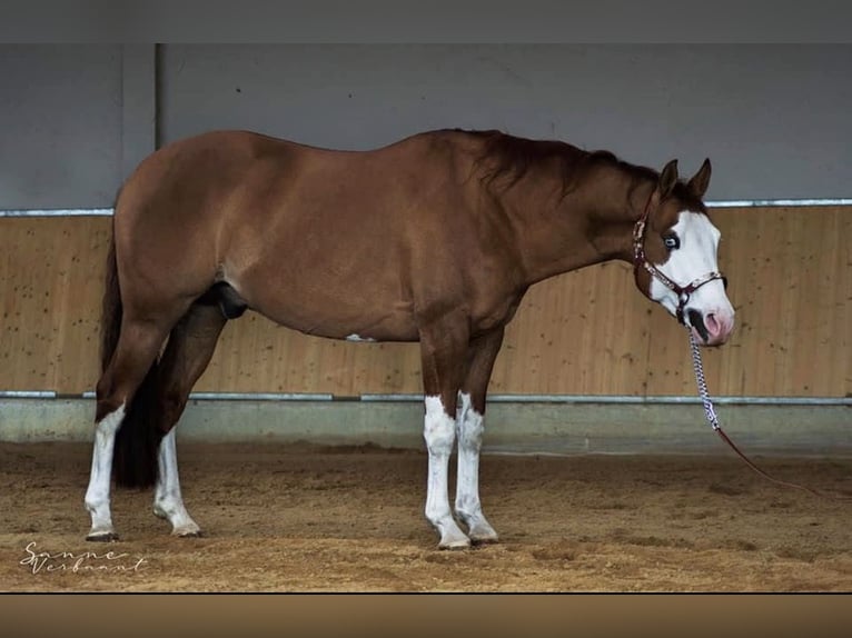 American Quarter Horse Stallion Red Dun in PoperingePoperinge