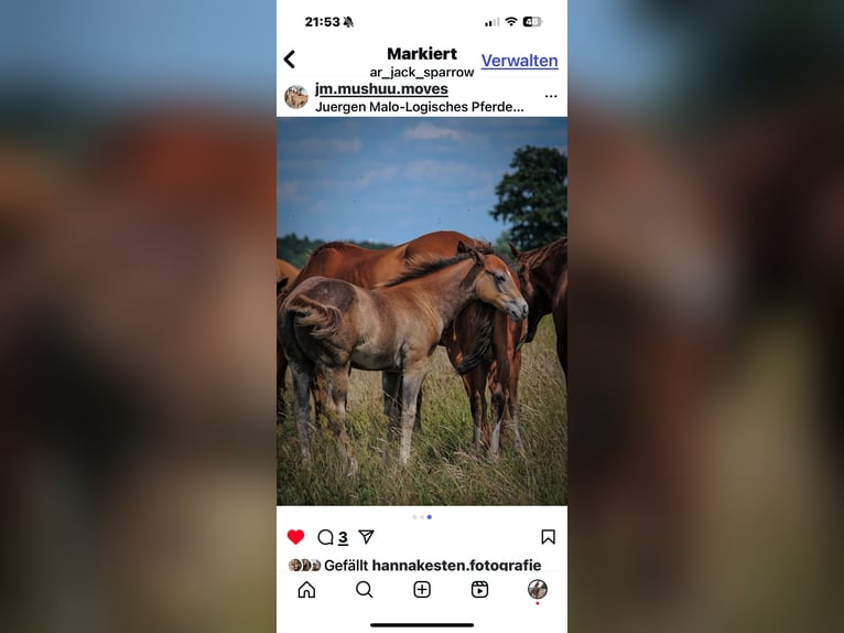 American Quarter Horse Stallion in Sch&#xF6;nwalde