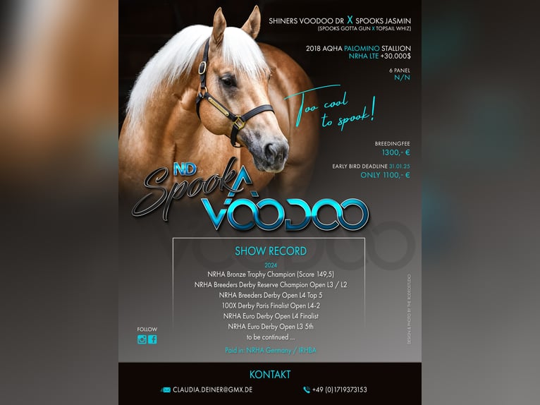 American Quarter Horse Stallion in Tiefenbach