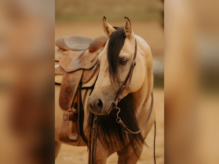 American Quarter Horse Stallion in Bad Neustadt an der Saale