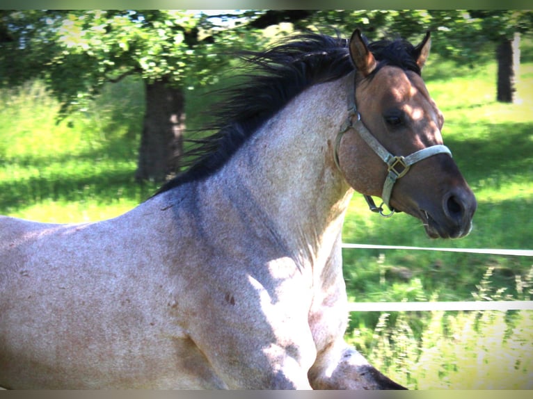 American Quarter Horse Stallion Roan-Bay in Oppenweiler