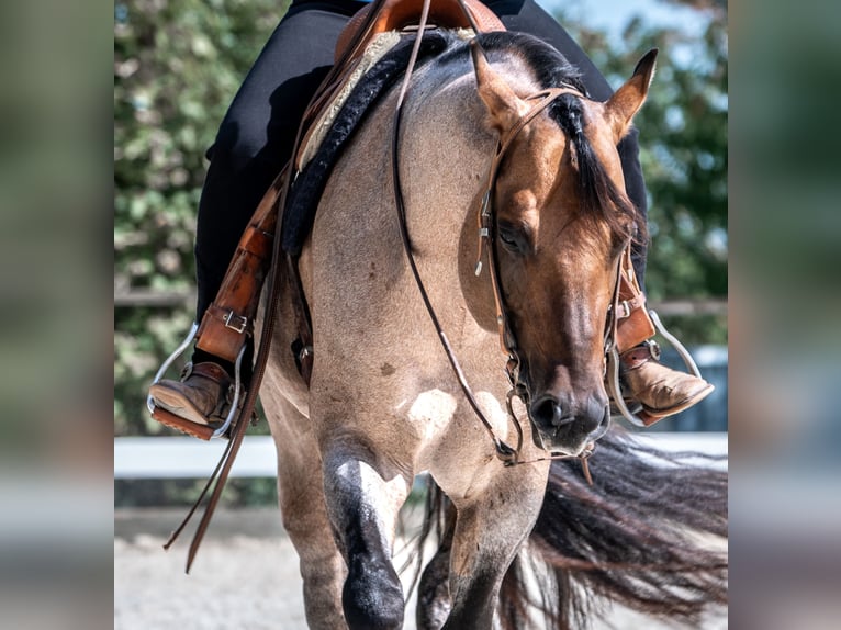 American Quarter Horse Stallion Roan-Bay in Oppenweiler