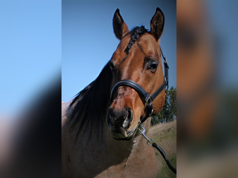 American Quarter Horse Stallion Roan-Bay in Oppenweiler