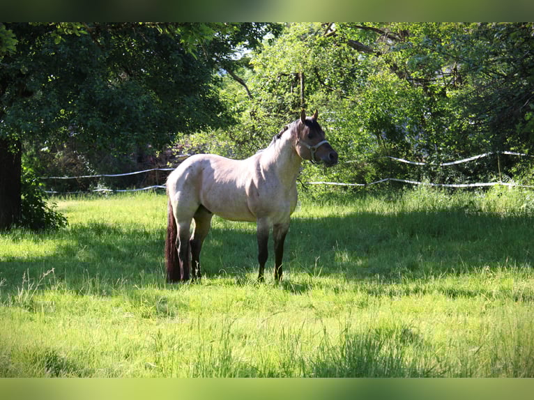 American Quarter Horse Stallion Roan-Bay in Oppenweiler