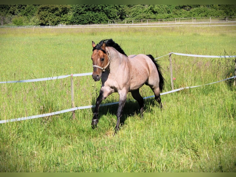 American Quarter Horse Stallion Roan-Bay in Oppenweiler