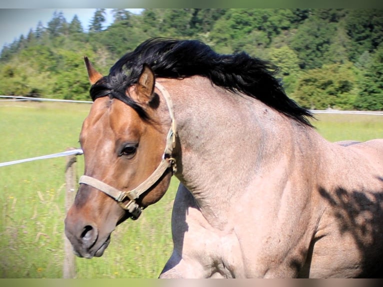 American Quarter Horse Stallion Roan-Bay in Oppenweiler