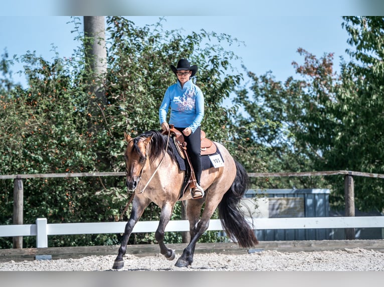 American Quarter Horse Stallion Roan-Bay in Oppenweiler