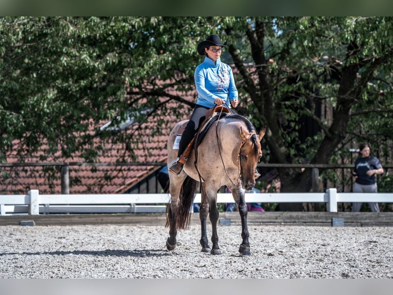 American Quarter Horse Stallion Roan-Bay in Oppenweiler