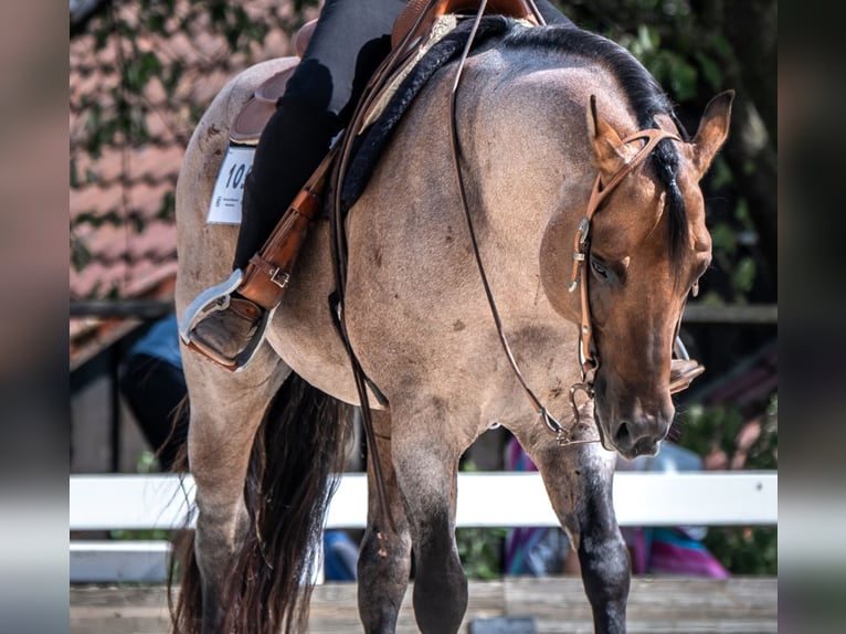 American Quarter Horse Stallion Roan-Bay in Oppenweiler