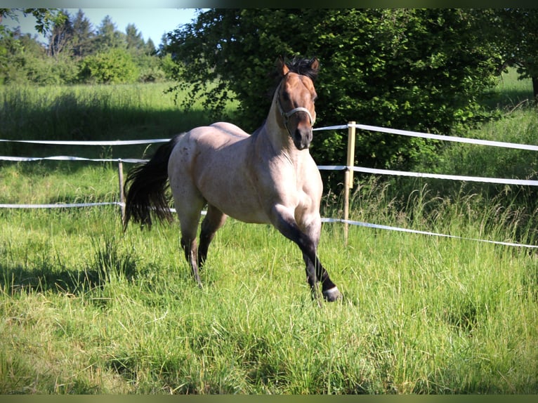 American Quarter Horse Stallion Roan-Bay in Oppenweiler