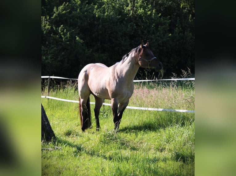 American Quarter Horse Stallion Roan-Bay in Oppenweiler