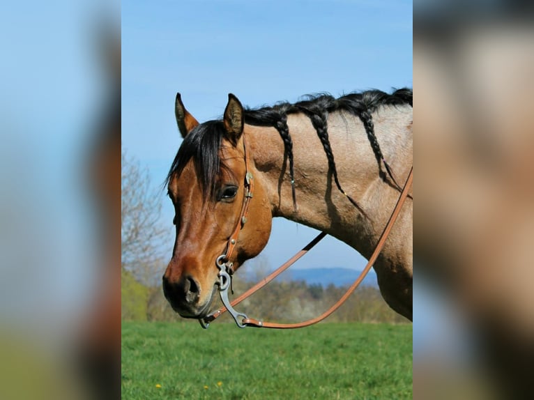 American Quarter Horse Stallion Roan-Bay in Oppenweiler