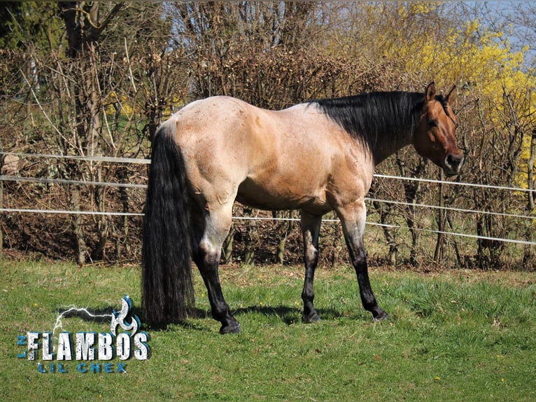 American Quarter Horse Stallion Roan-Bay in Oppenweiler