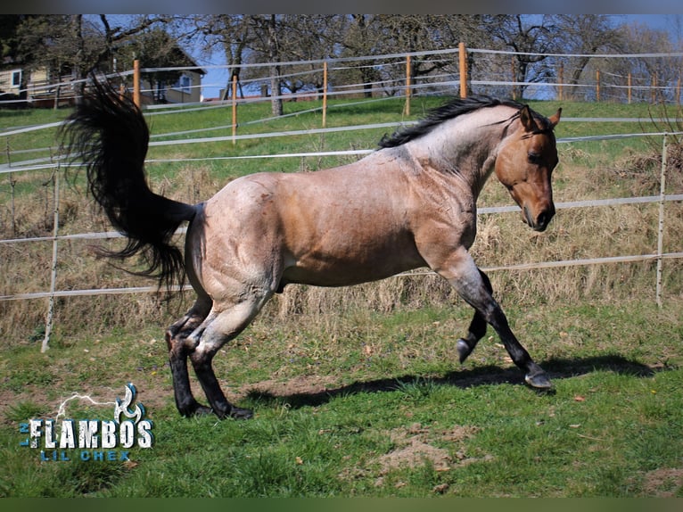 American Quarter Horse Stallion Roan-Bay in Oppenweiler