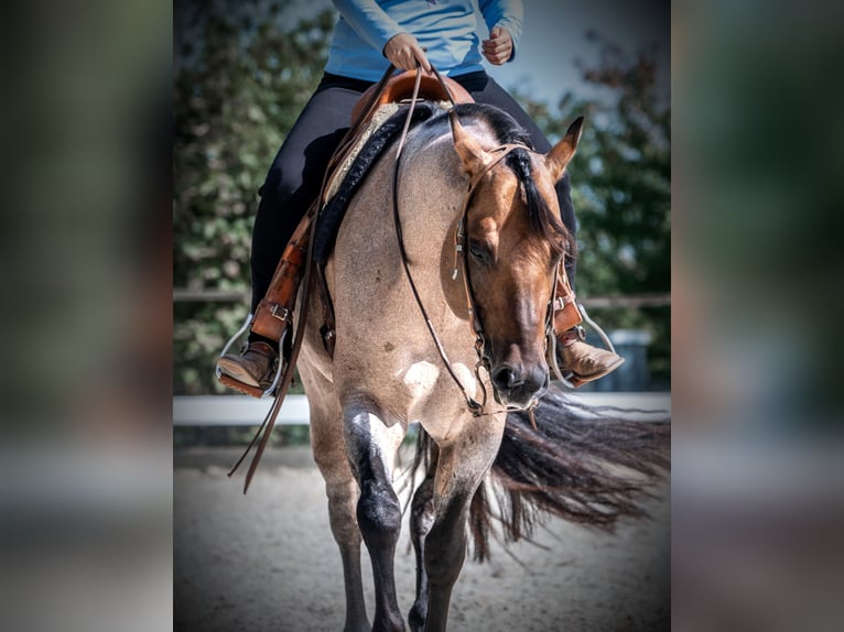 American Quarter Horse Stallion Roan-Bay in Oppenweiler