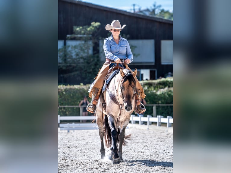 American Quarter Horse Stallion Roan-Bay in Oppenweiler