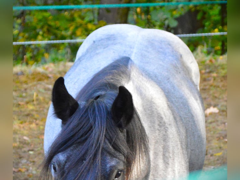 American Quarter Horse Stallion Roan-Blue in Theisseil