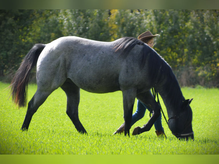 American Quarter Horse Stallion Roan-Blue in Theisseil