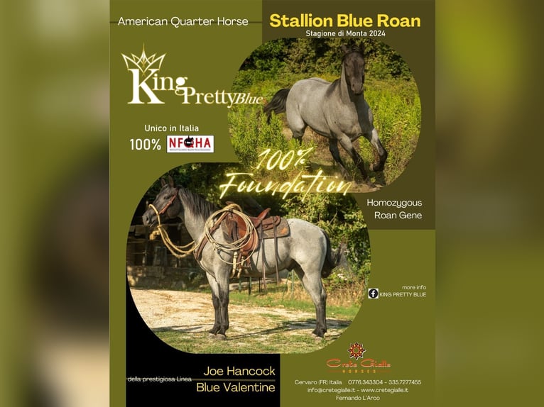 American Quarter Horse Stallion Roan-Blue in Cervaro