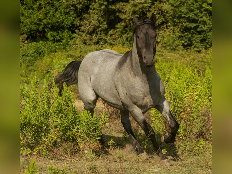 American Quarter Horse Stallion Roan-Blue in Cervaro