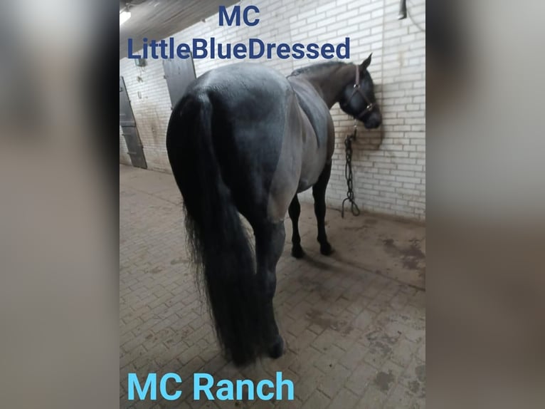 American Quarter Horse Stallion Roan-Blue in Gifhorn