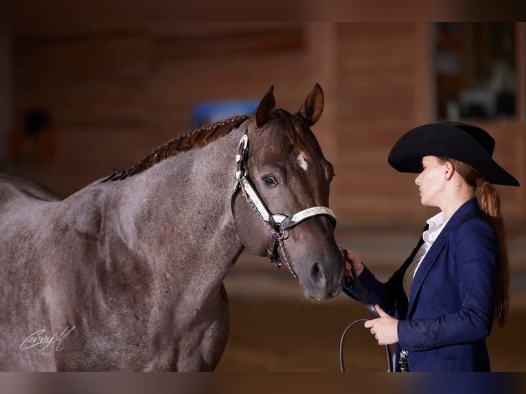 American Quarter Horse Stallion Roan-Red in Pöttsching