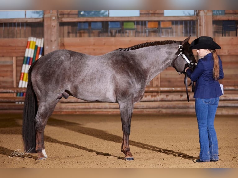 American Quarter Horse Stallion Roan-Red in Pöttsching