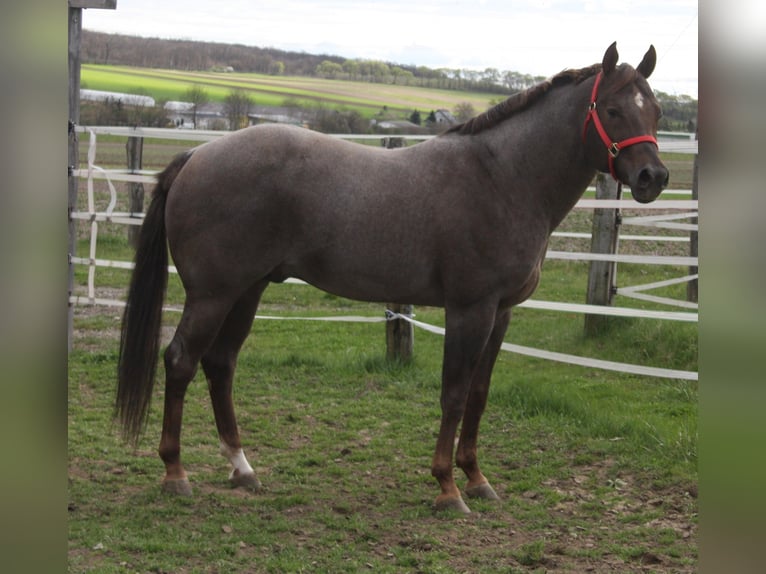 American Quarter Horse Stallion Roan-Red in Pöttsching