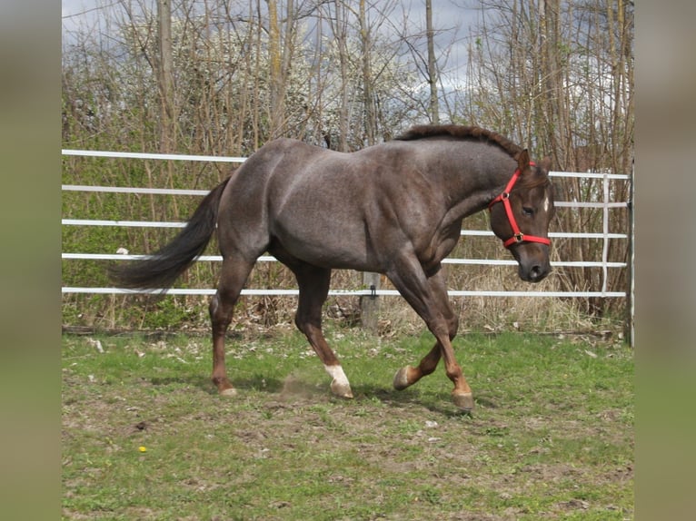 American Quarter Horse Stallion Roan-Red in Pöttsching