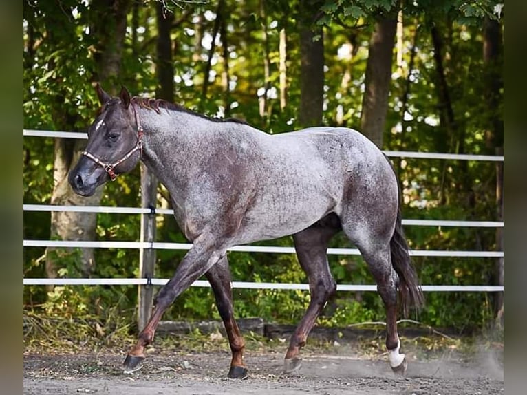 American Quarter Horse Stallion Roan-Red in Pöttsching