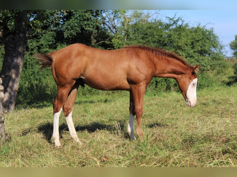 American Quarter Horse Stallone 10 Anni 144 cm Red dun in Offenhausen