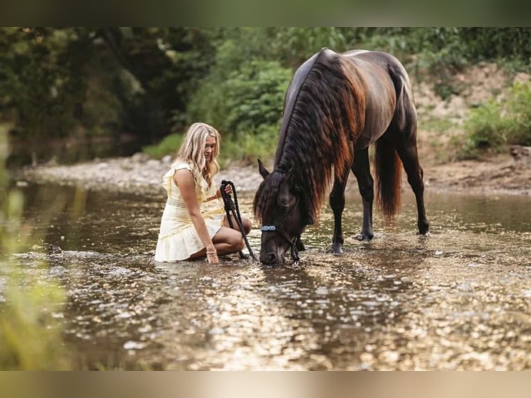 American Quarter Horse Stallone 10 Anni 147 cm Morello in Auburn