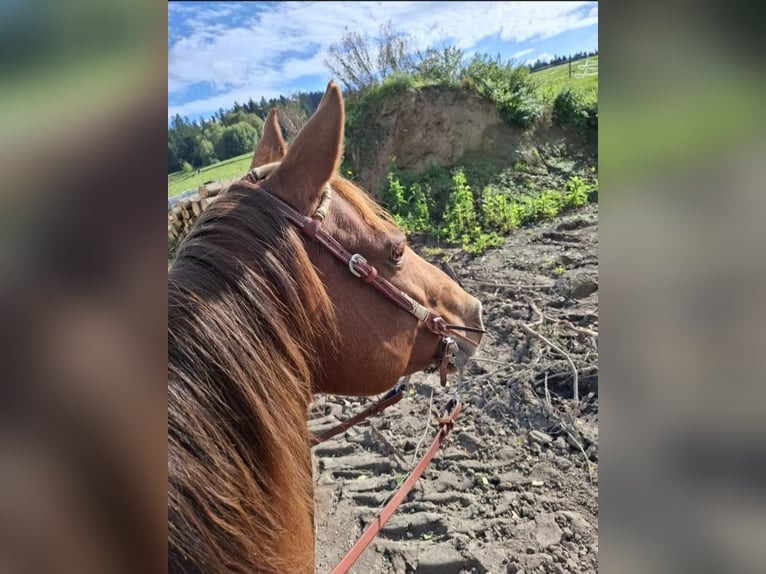 American Quarter Horse Stallone 10 Anni 150 cm Sauro in Bayerbach