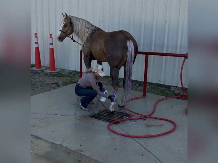 American Quarter Horse Stallone 11 Anni 152 cm in Ponder, TX