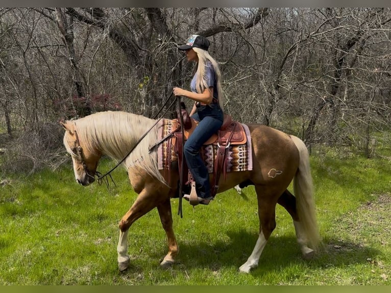 American Quarter Horse Stallone 11 Anni 152 cm in Ponder, TX