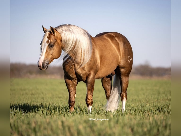 American Quarter Horse Stallone 11 Anni 152 cm in Ponder, TX