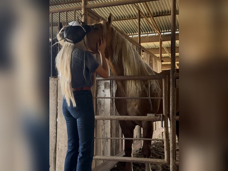 American Quarter Horse Stallone 11 Anni 152 cm in Ponder, TX