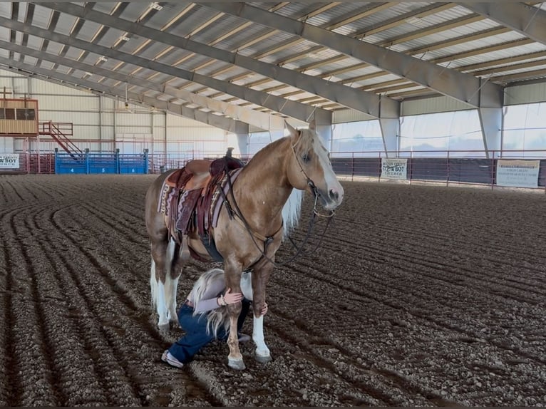 American Quarter Horse Stallone 11 Anni 152 cm in Ponder, TX