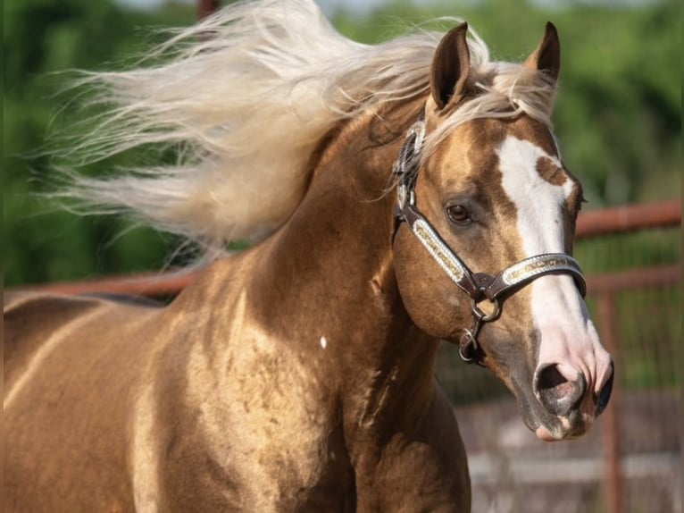 American Quarter Horse Stallone 11 Anni 152 cm in Ponder, TX