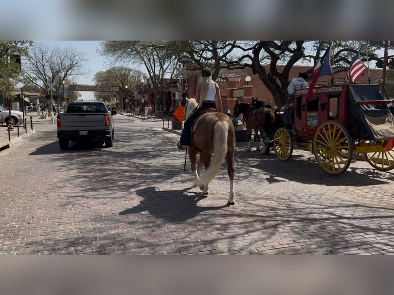 American Quarter Horse Stallone 11 Anni 152 cm in Ponder, TX