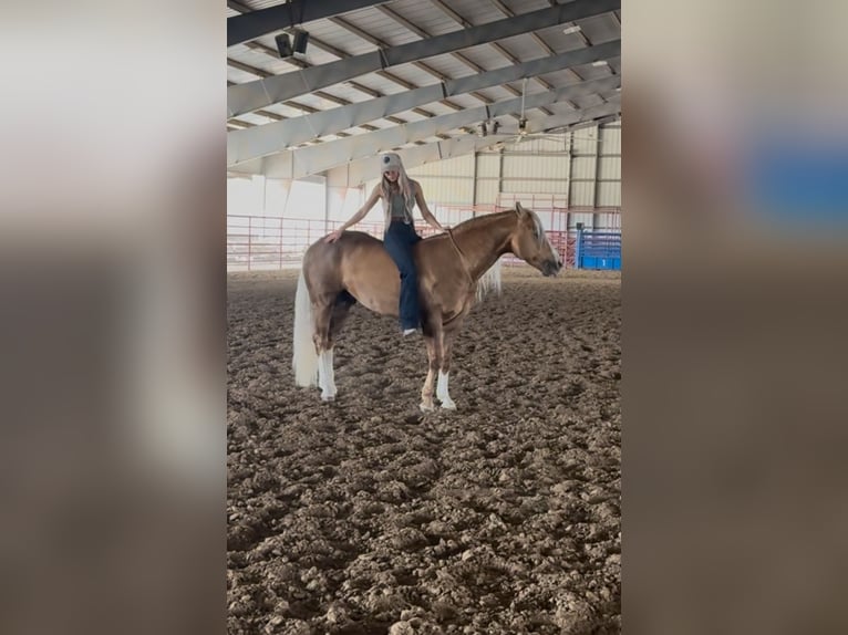 American Quarter Horse Stallone 11 Anni 152 cm in Ponder, TX