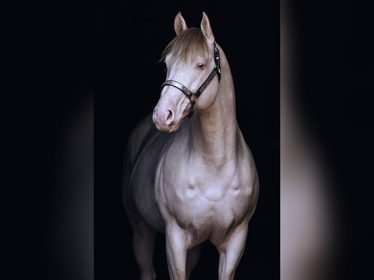 American Quarter Horse Stallone 12 Anni 150 cm Champagne in Weinähr