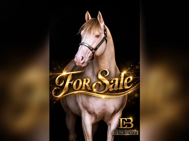 American Quarter Horse Stallone 12 Anni 150 cm Champagne in Steinsberg