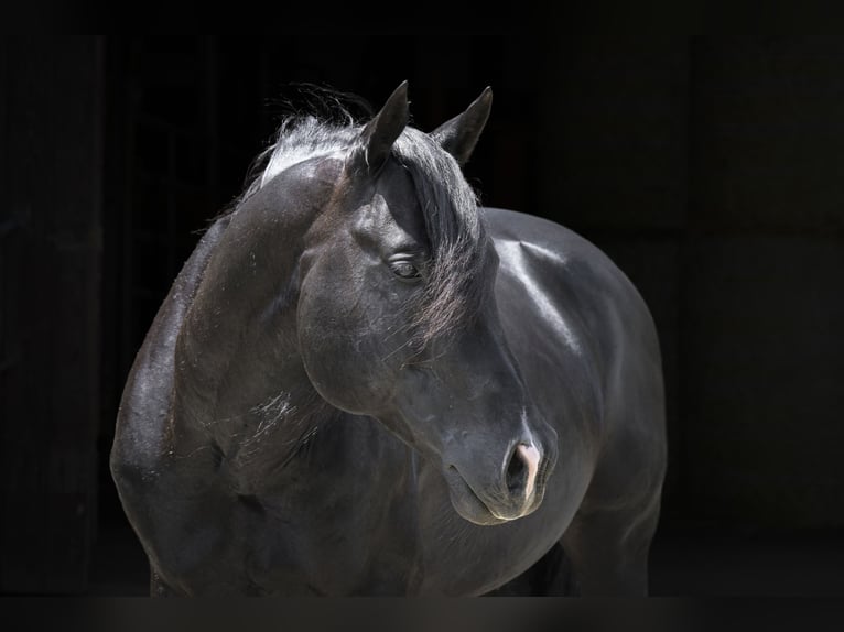 American Quarter Horse Stallone 12 Anni 154 cm Morello in Bad Wimpfen