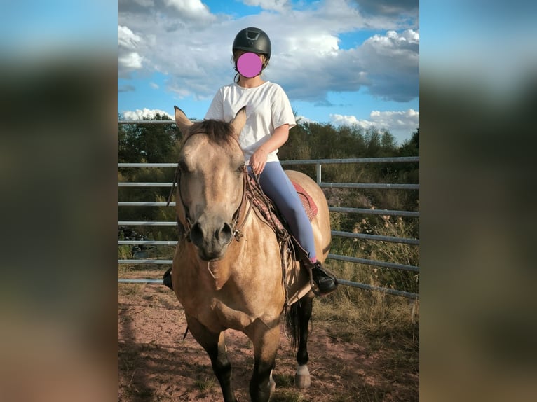 American Quarter Horse Stallone 13 Anni 146 cm Pelle di daino in Reyersviller