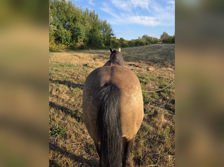 American Quarter Horse Stallone 13 Anni 146 cm Pelle di daino in Reyersviller