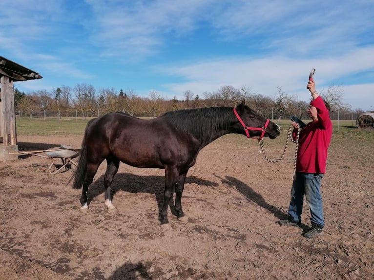 American Quarter Horse Stallone 17 Anni 152 cm Morello in Wettringen