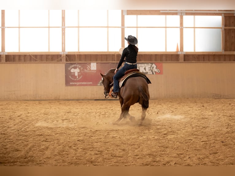 American Quarter Horse Stallone 17 Anni Sauro in Arnbruck